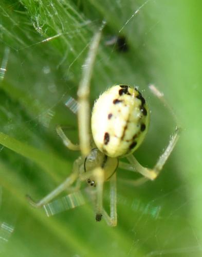 Réf. 259 238 : Enoplognatha sp.